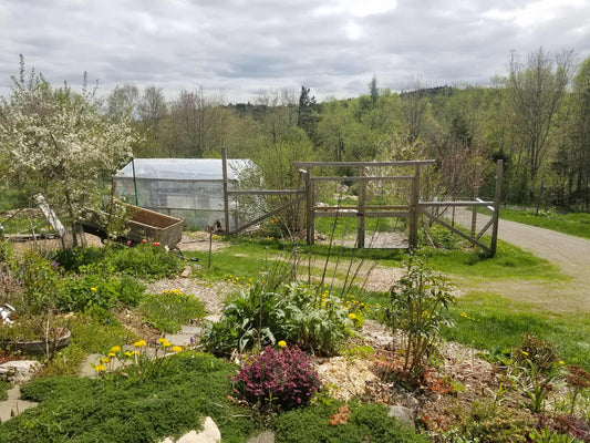 Notes from the Food Forest Tour at Sima's Roots & Fruits