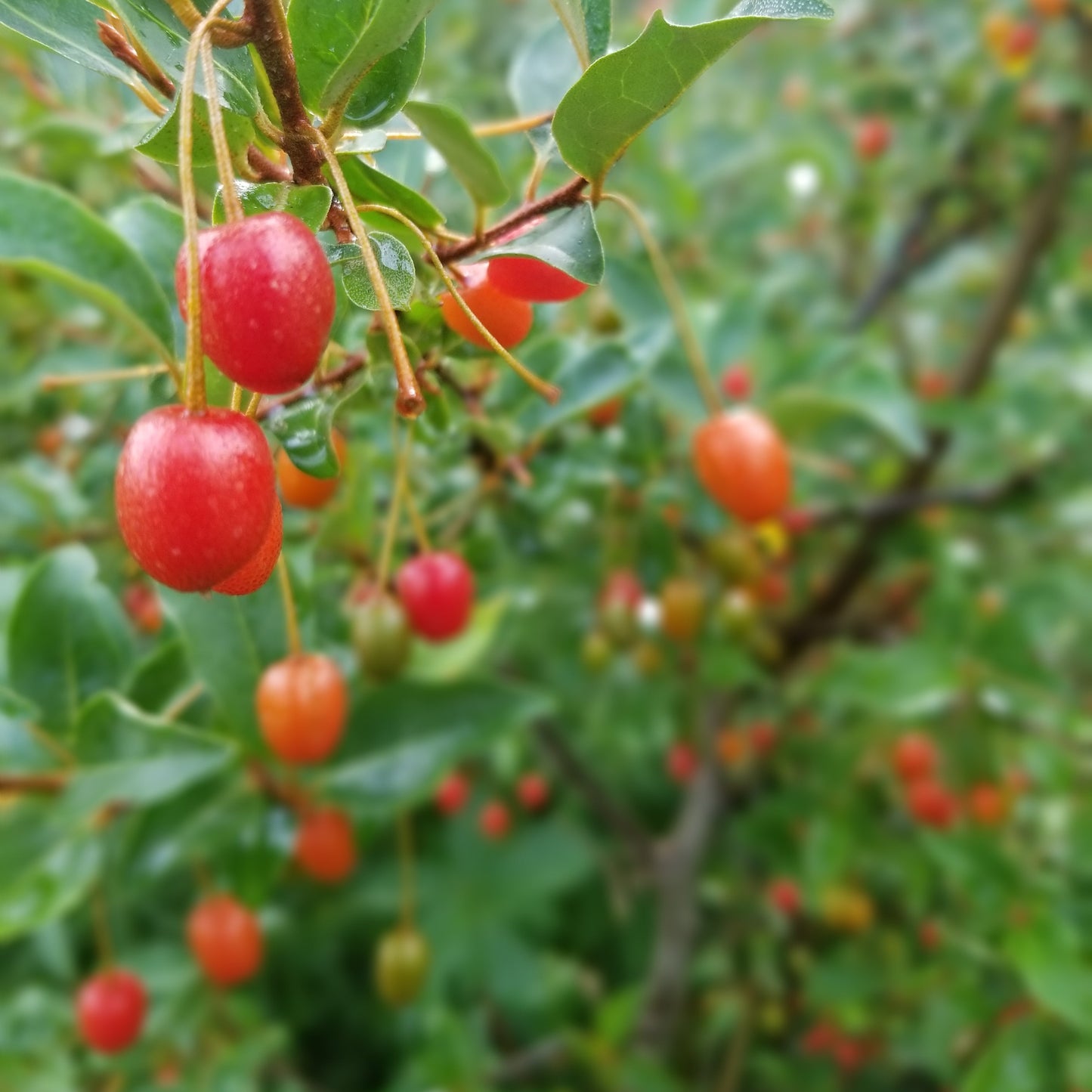 Goumi berry bush