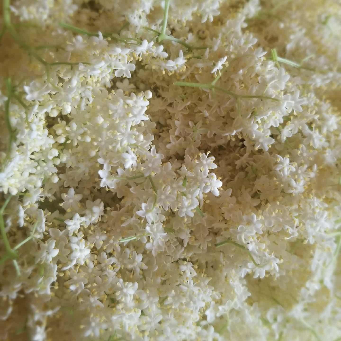 Elderberry (Ranch)