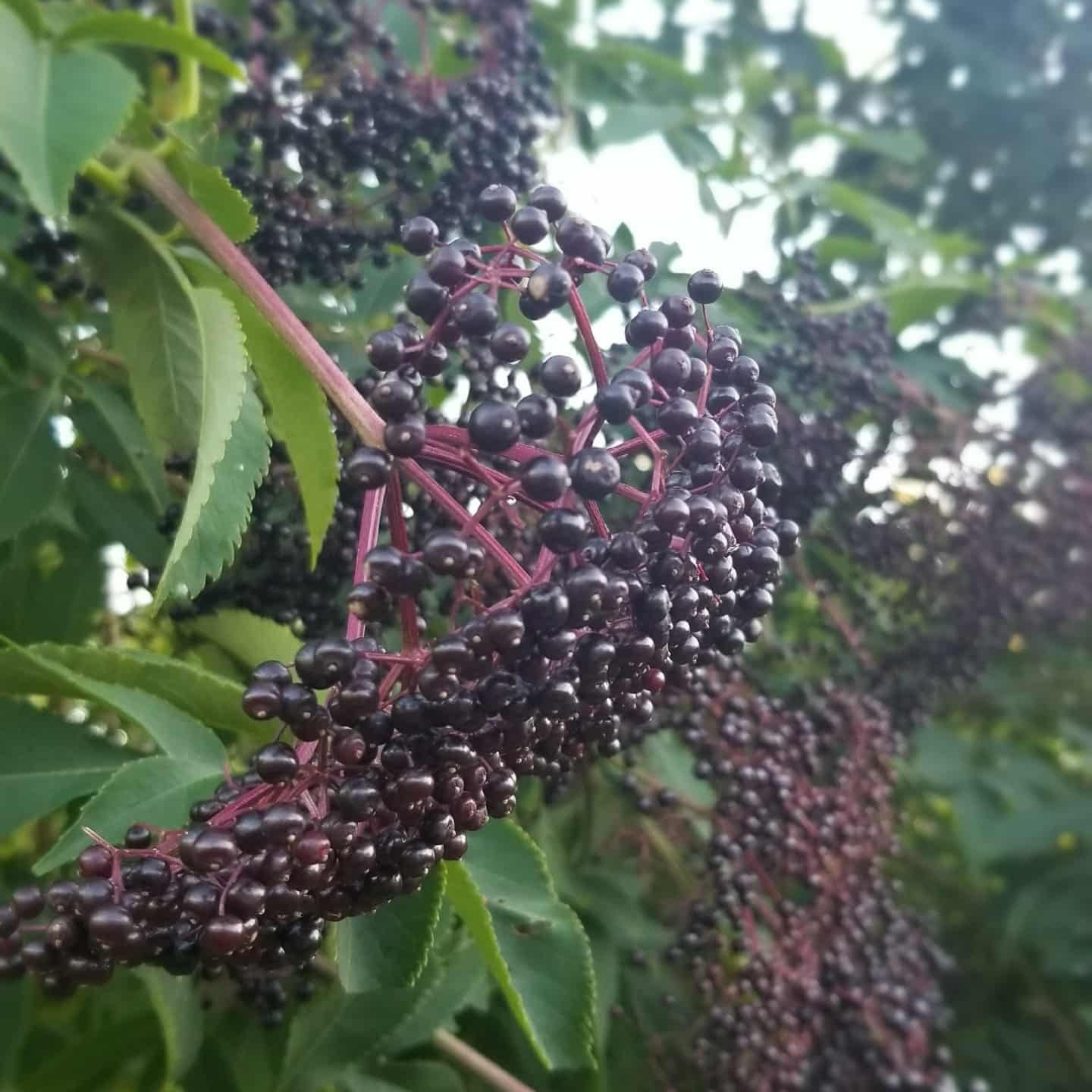 Elderberry (Ranch)
