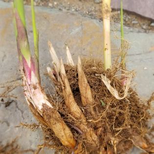 “Bamboo” (giant miscanthus)