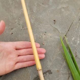 “Bamboo” (giant miscanthus)