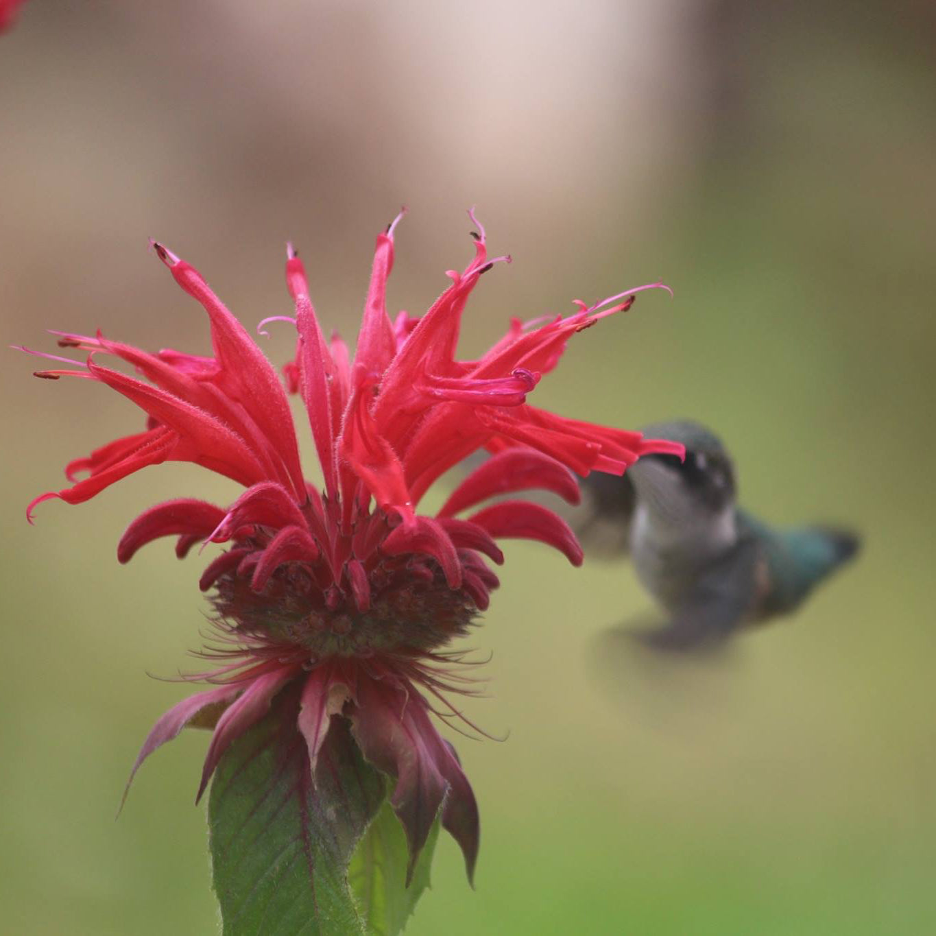 Bee balm