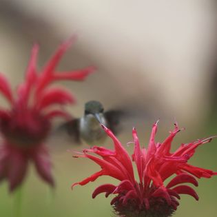 Bee balm