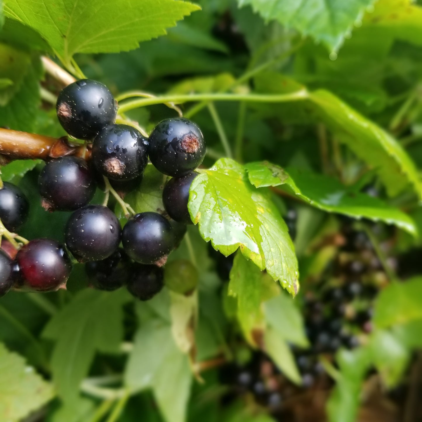 Black currant