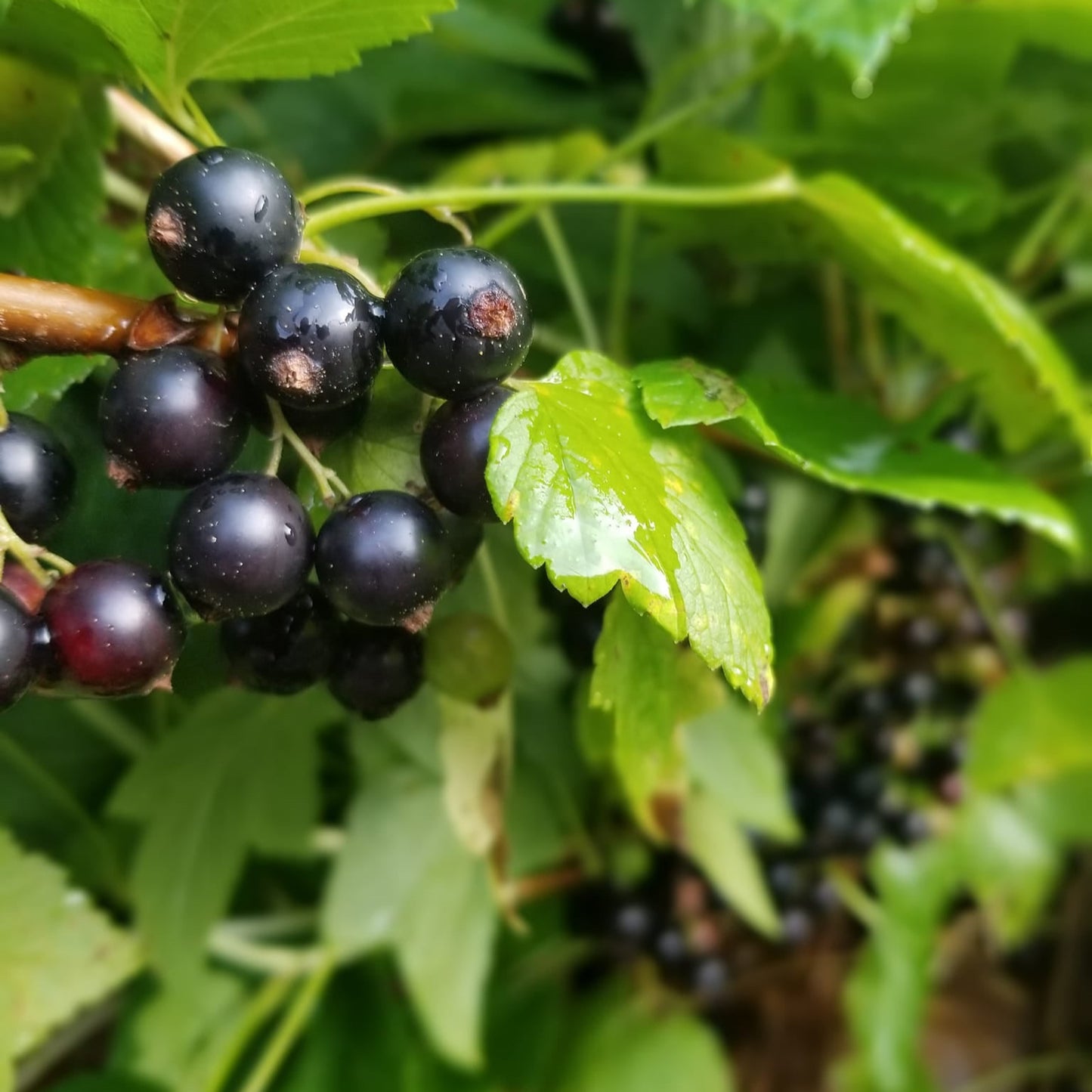 Black currant