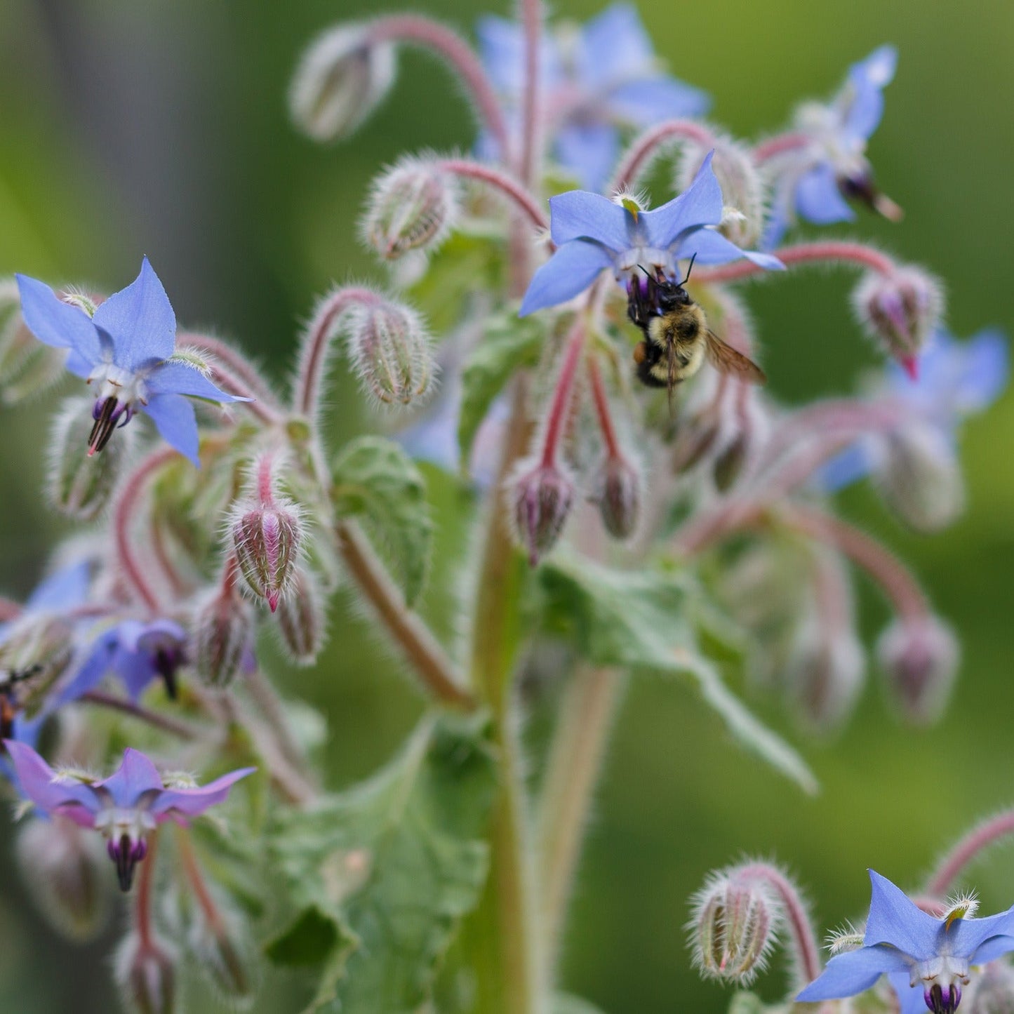 Borage