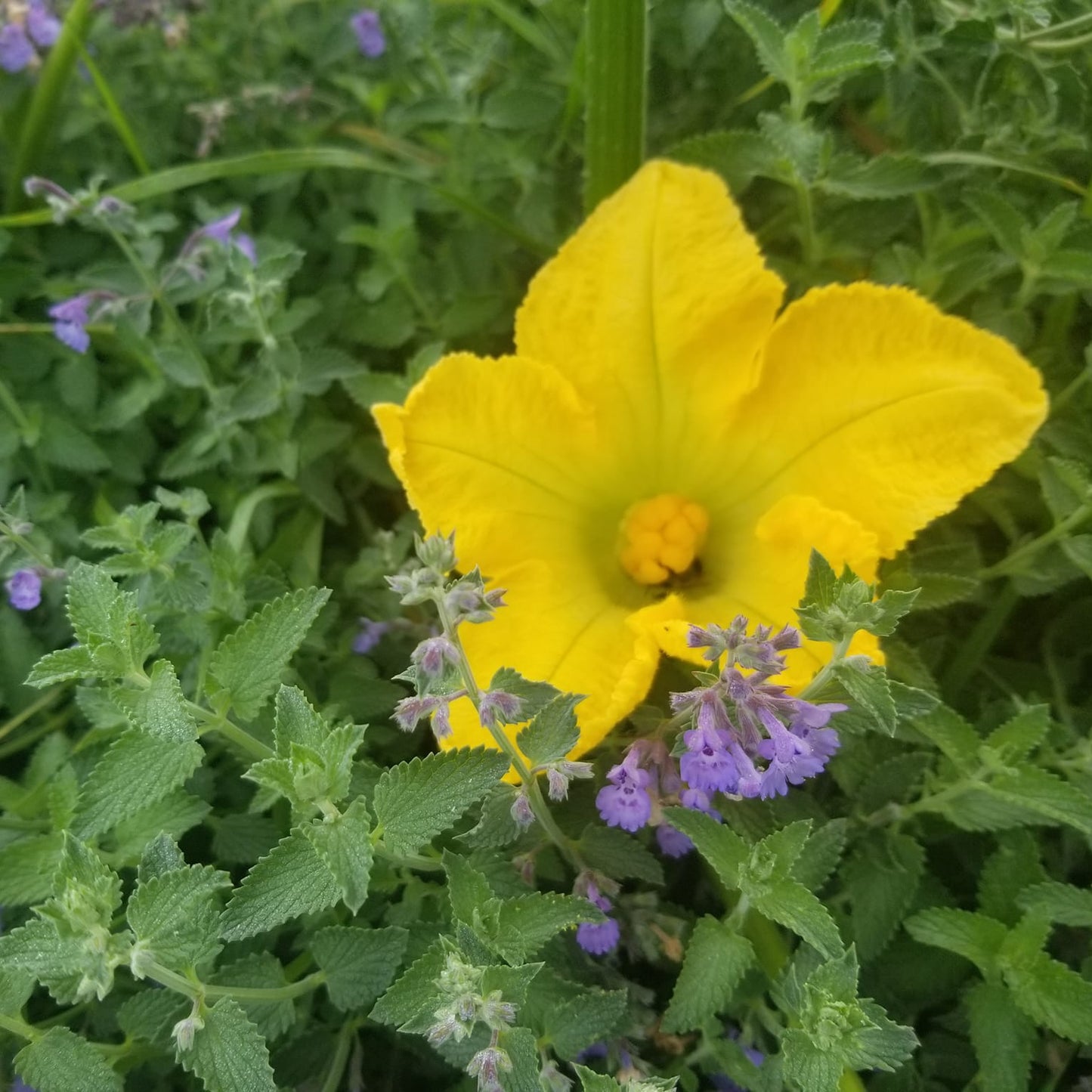 Catmint