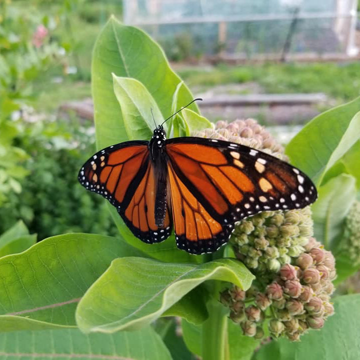 Common milkweed