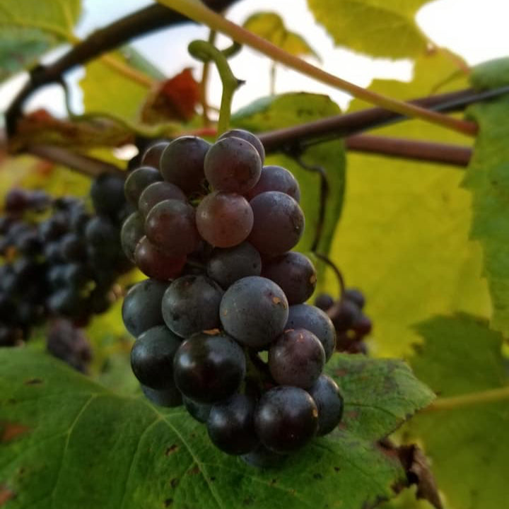 Grapes - Concord