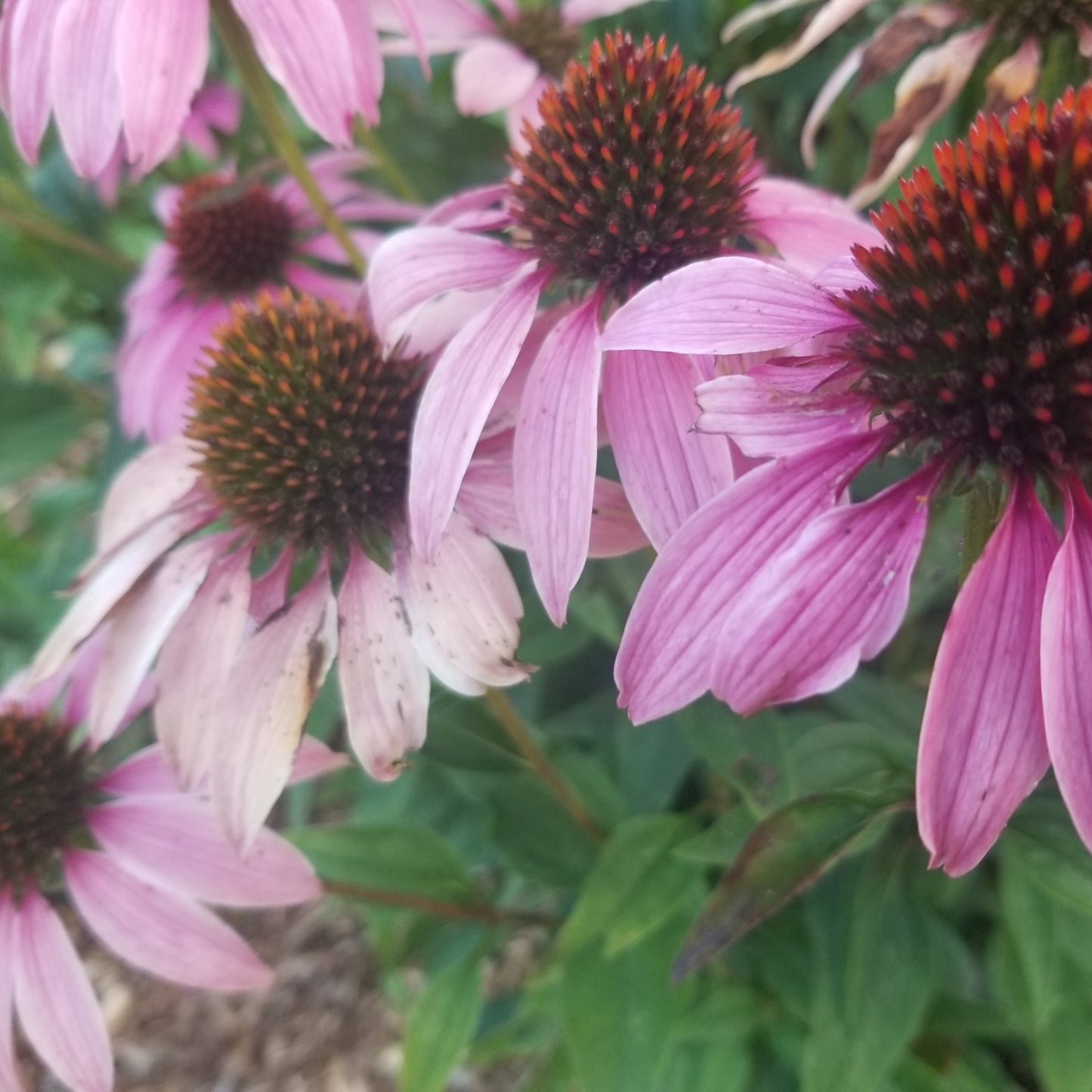 Echinacea (coneflower)