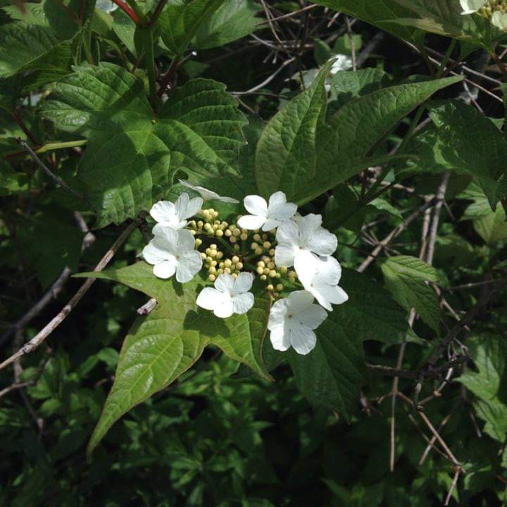 Highbush cranberry