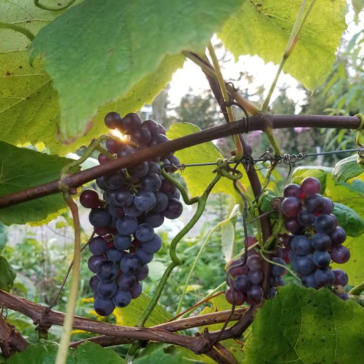 Grapes - Magenta