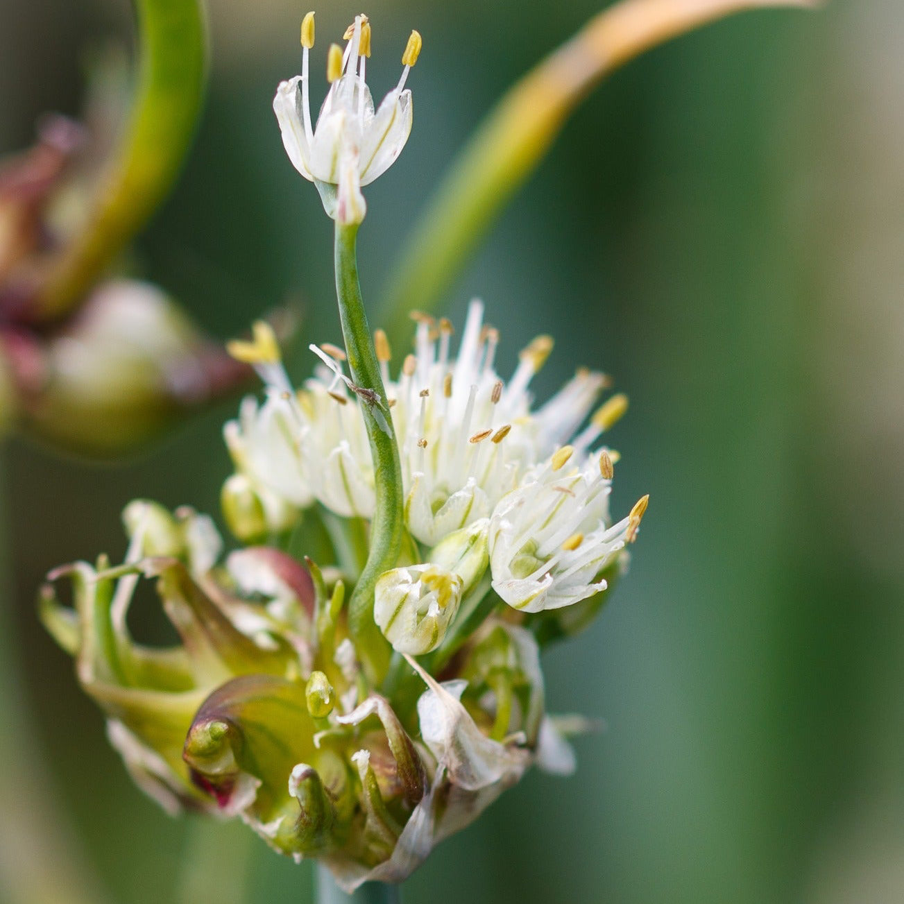 Meadow garlic