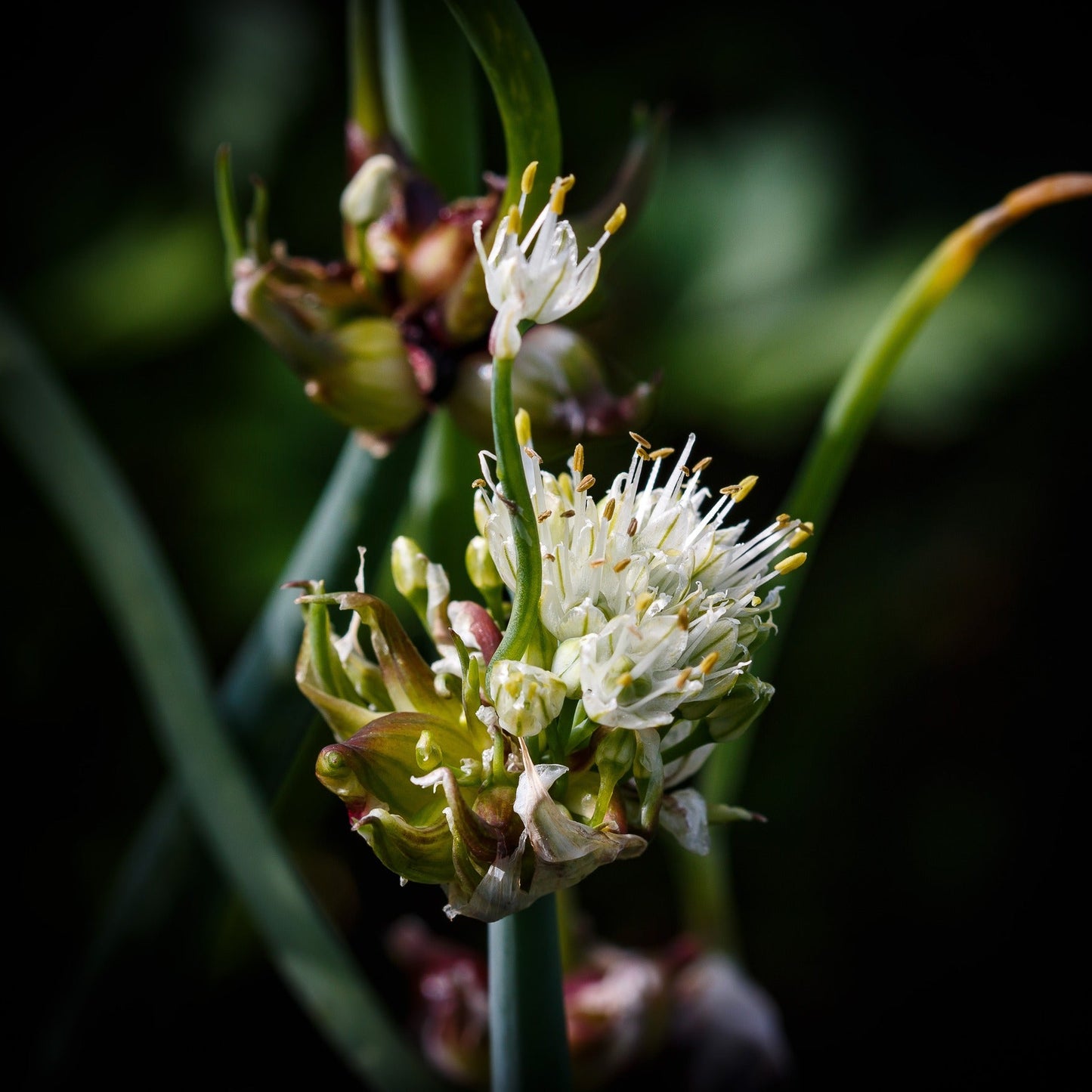 Meadow garlic