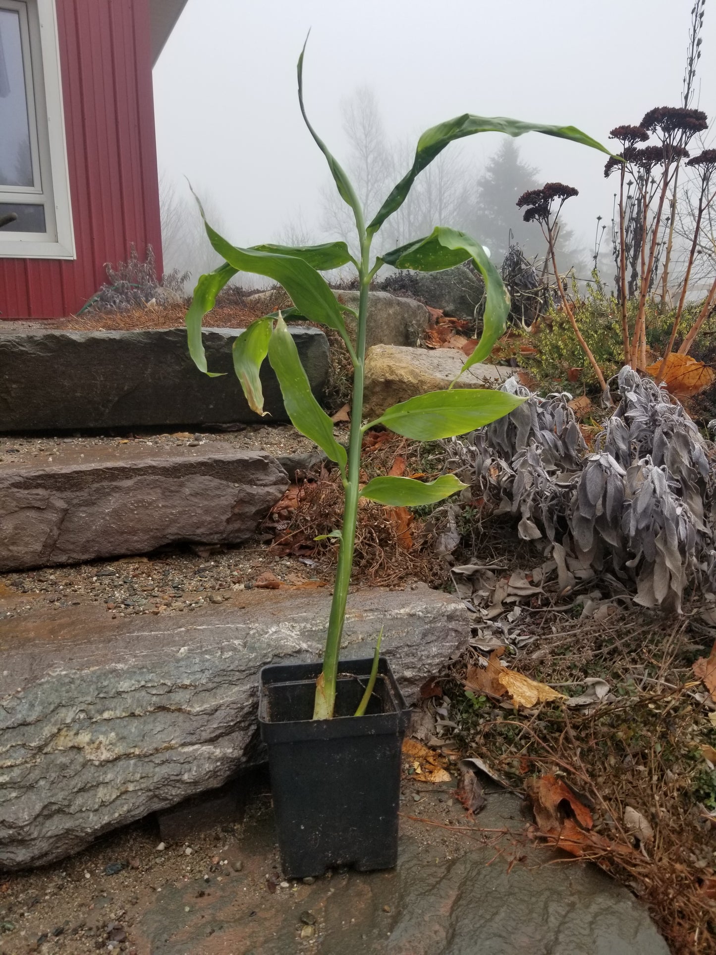 Myoga (Japanese ginger)