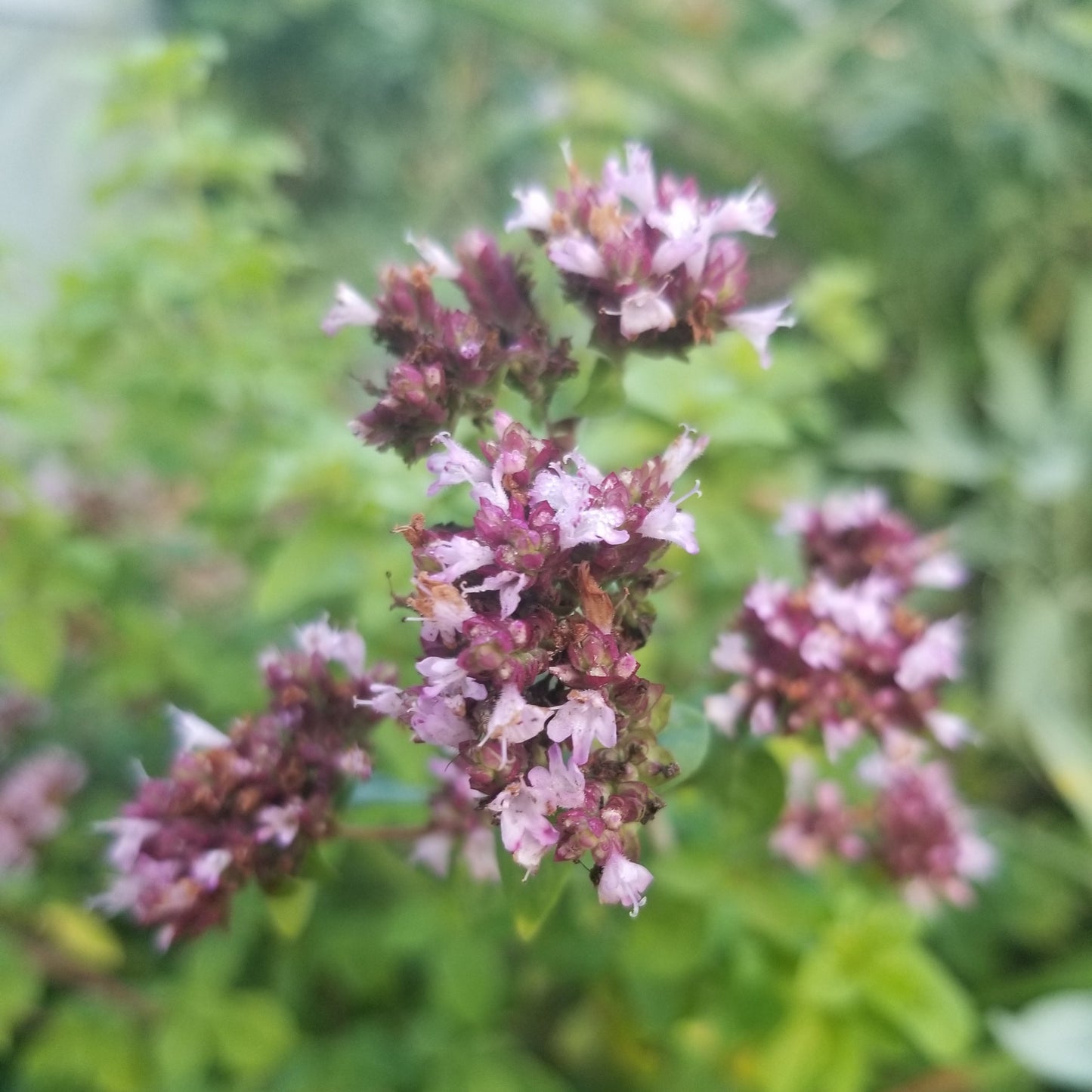 Oregano
