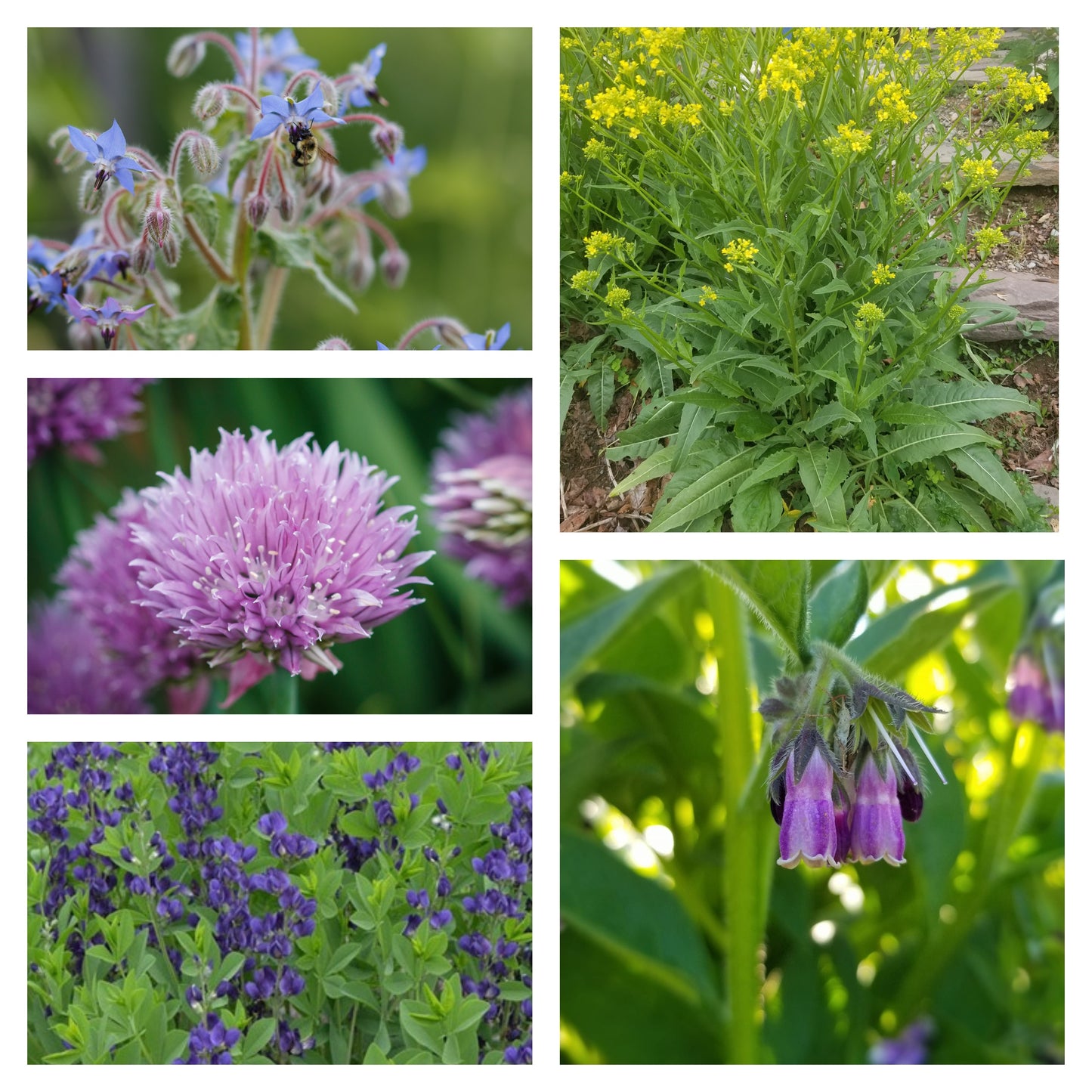 Permaculture Upgrade Package (upgrade your garden to a permie garden)