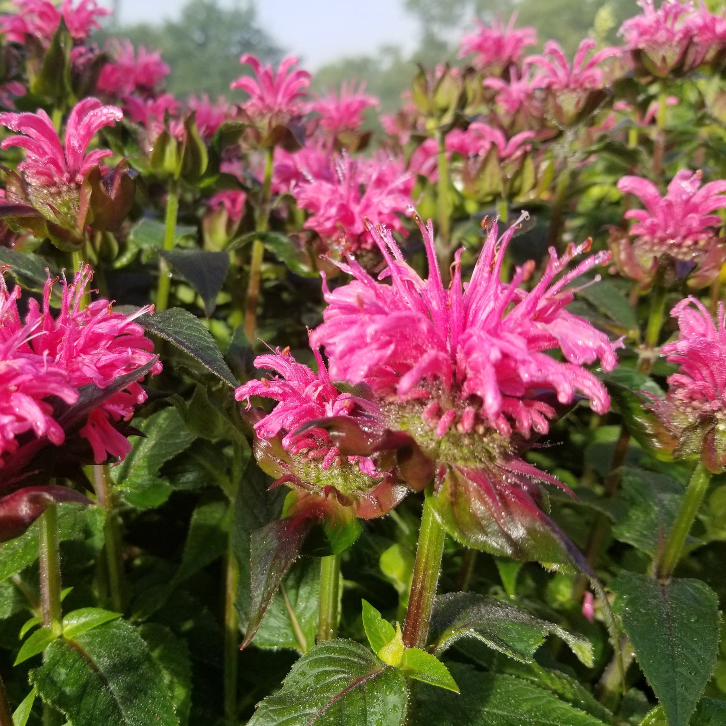 Bee balm