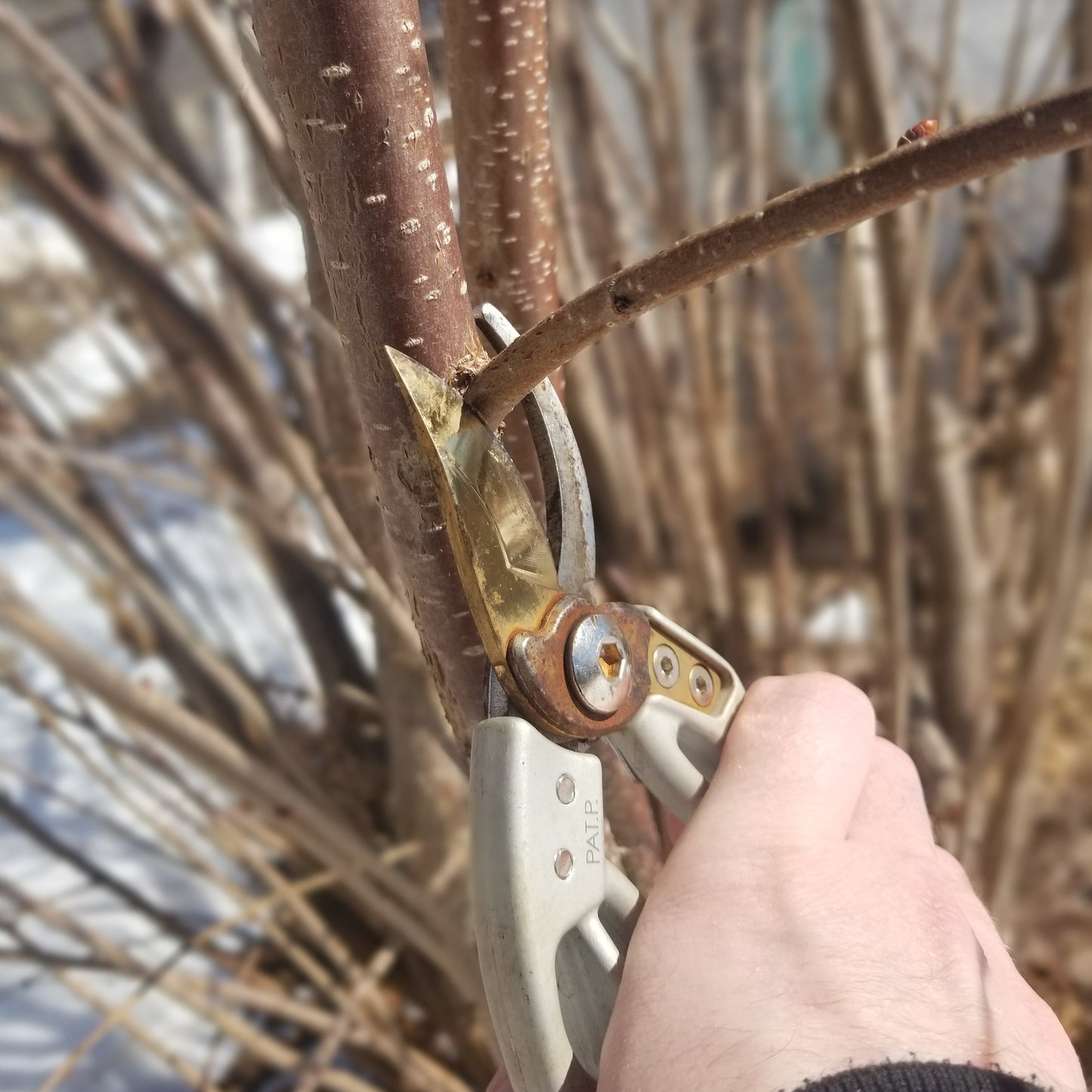Pruning Workshop