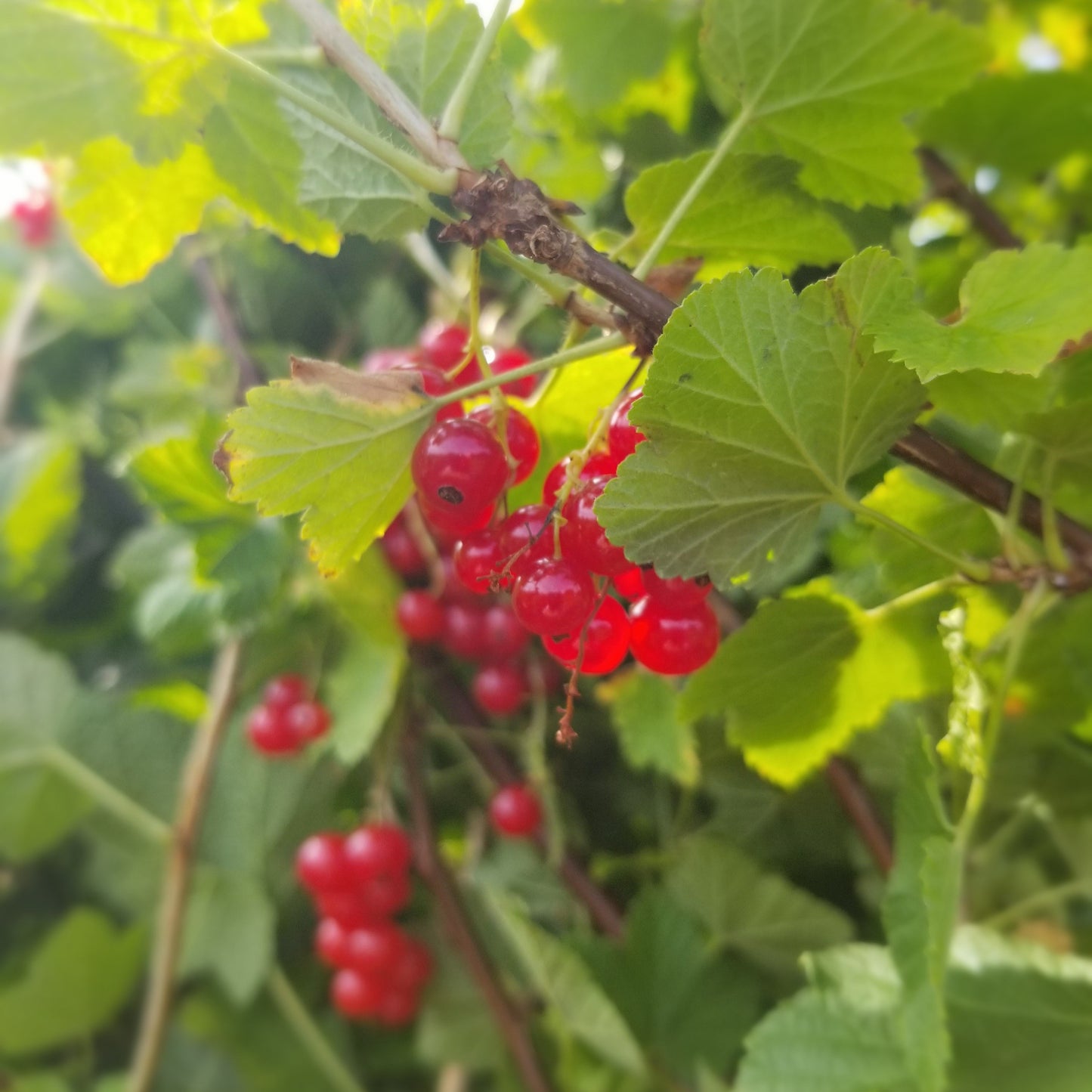 Red currant