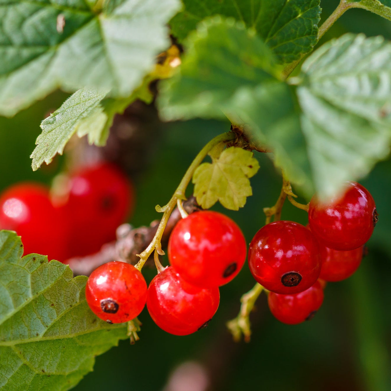 Red currant