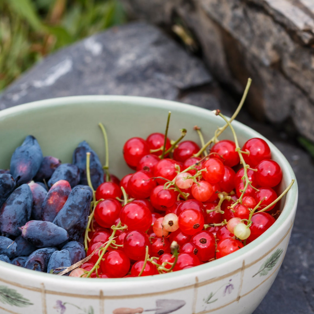 Red currant