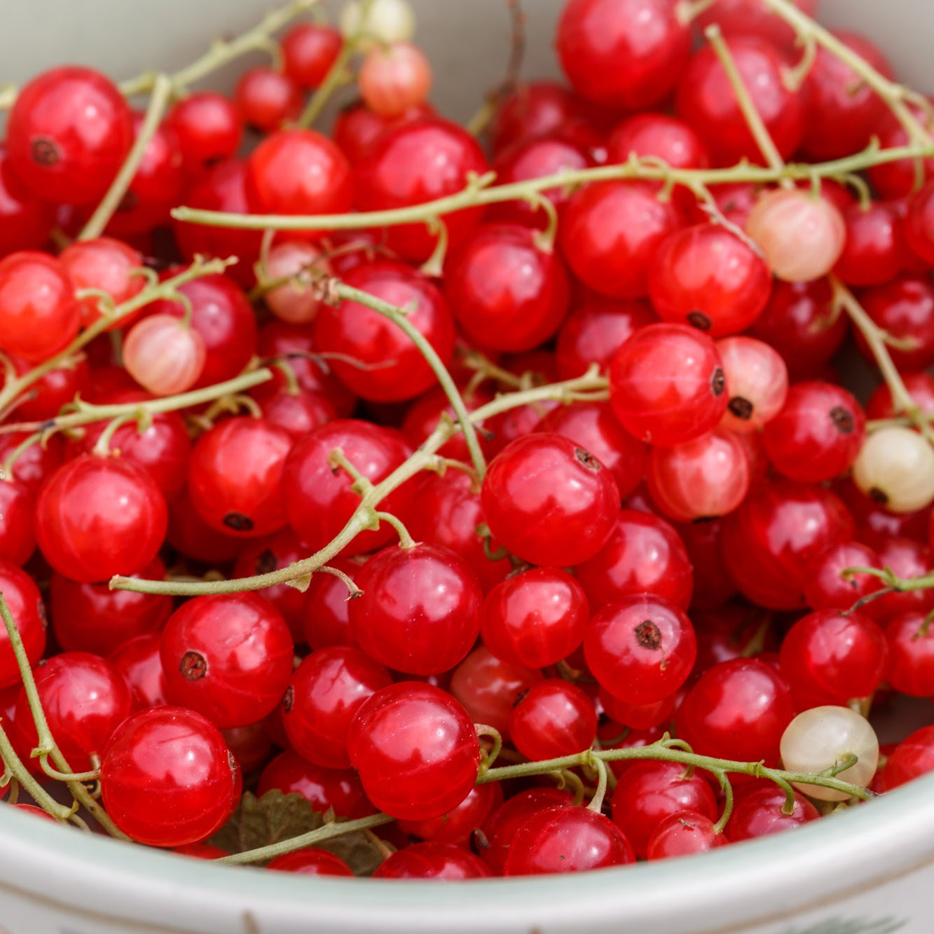 Red currant