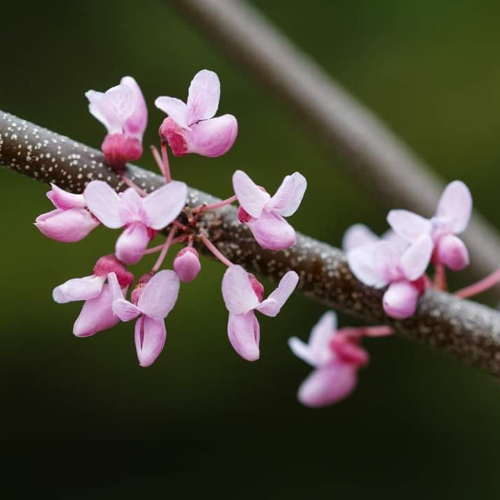 Eastern redbud