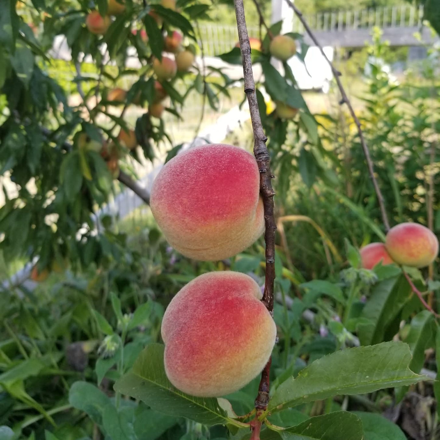 Peach tree - Reliance