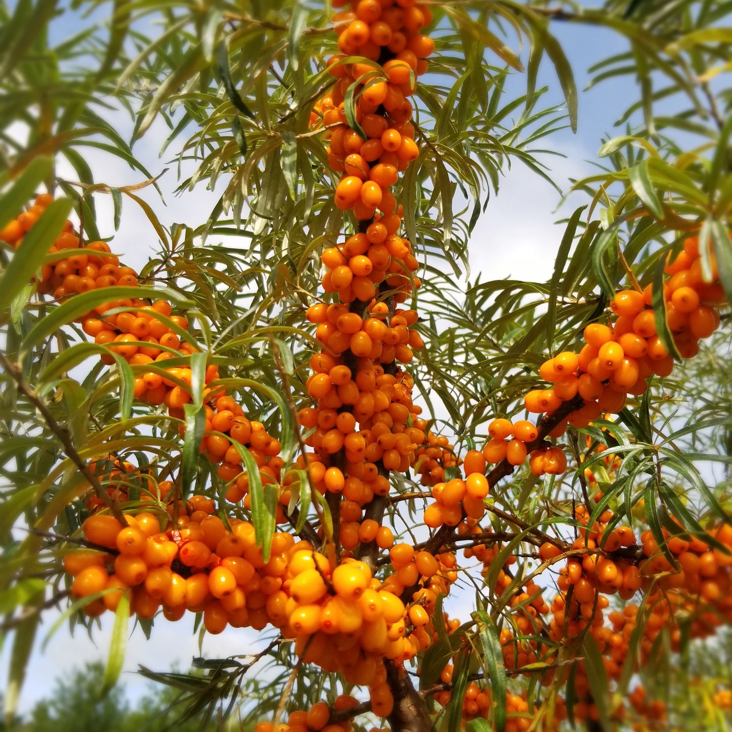 Sea buckthorn - male