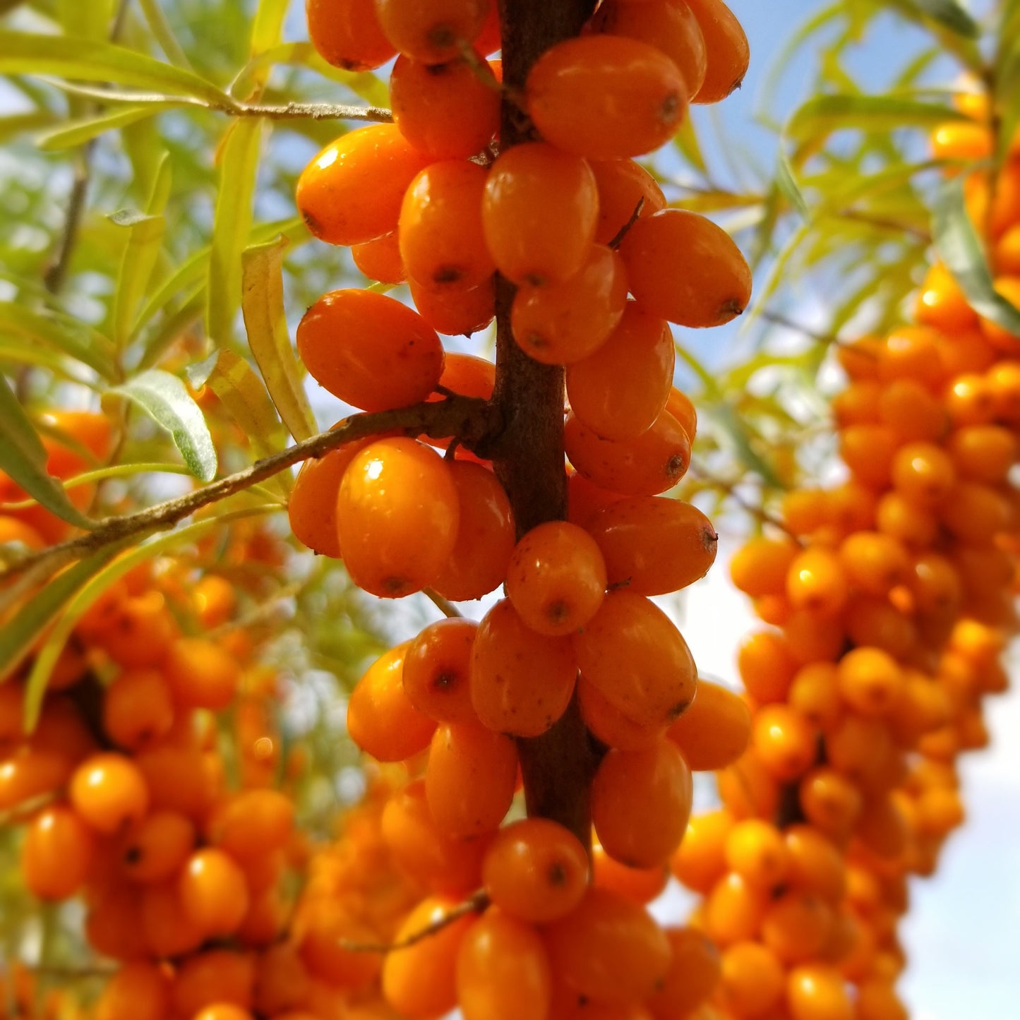 Sea buckthorn - female