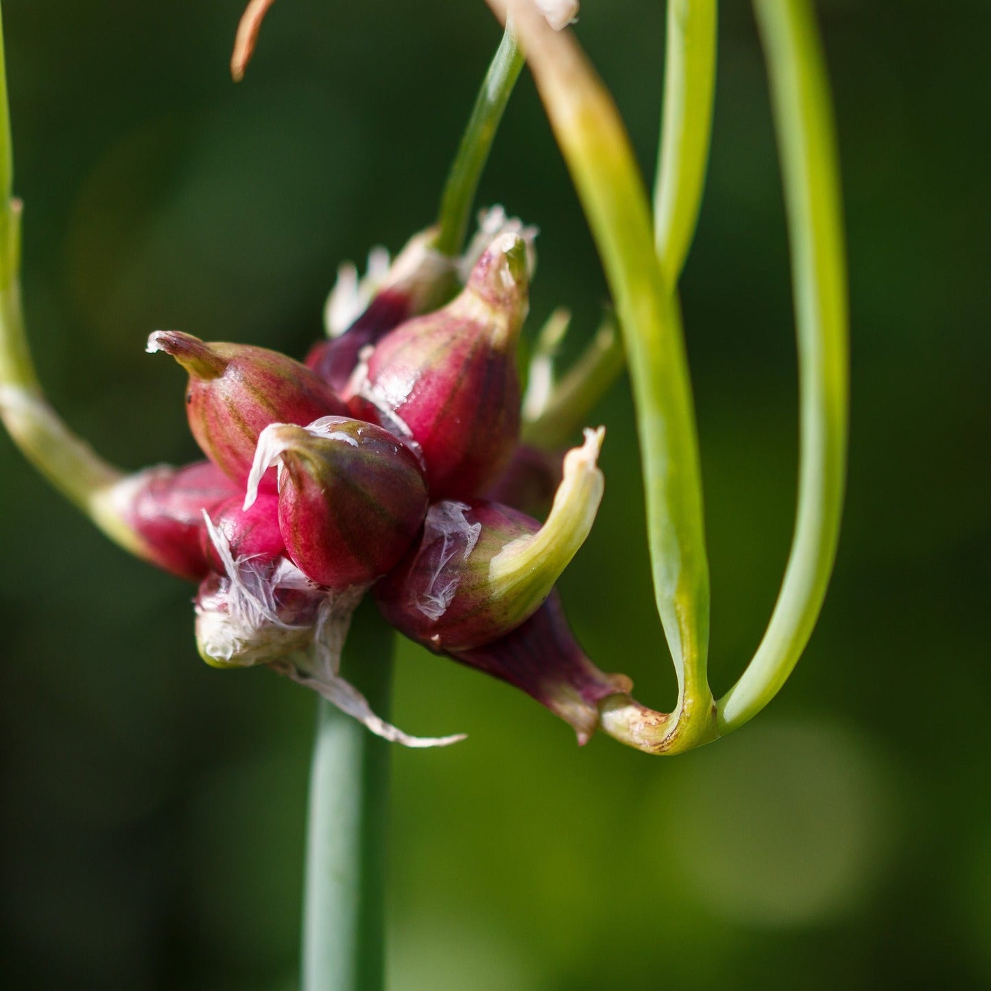 Walking (Egyptian) onions
