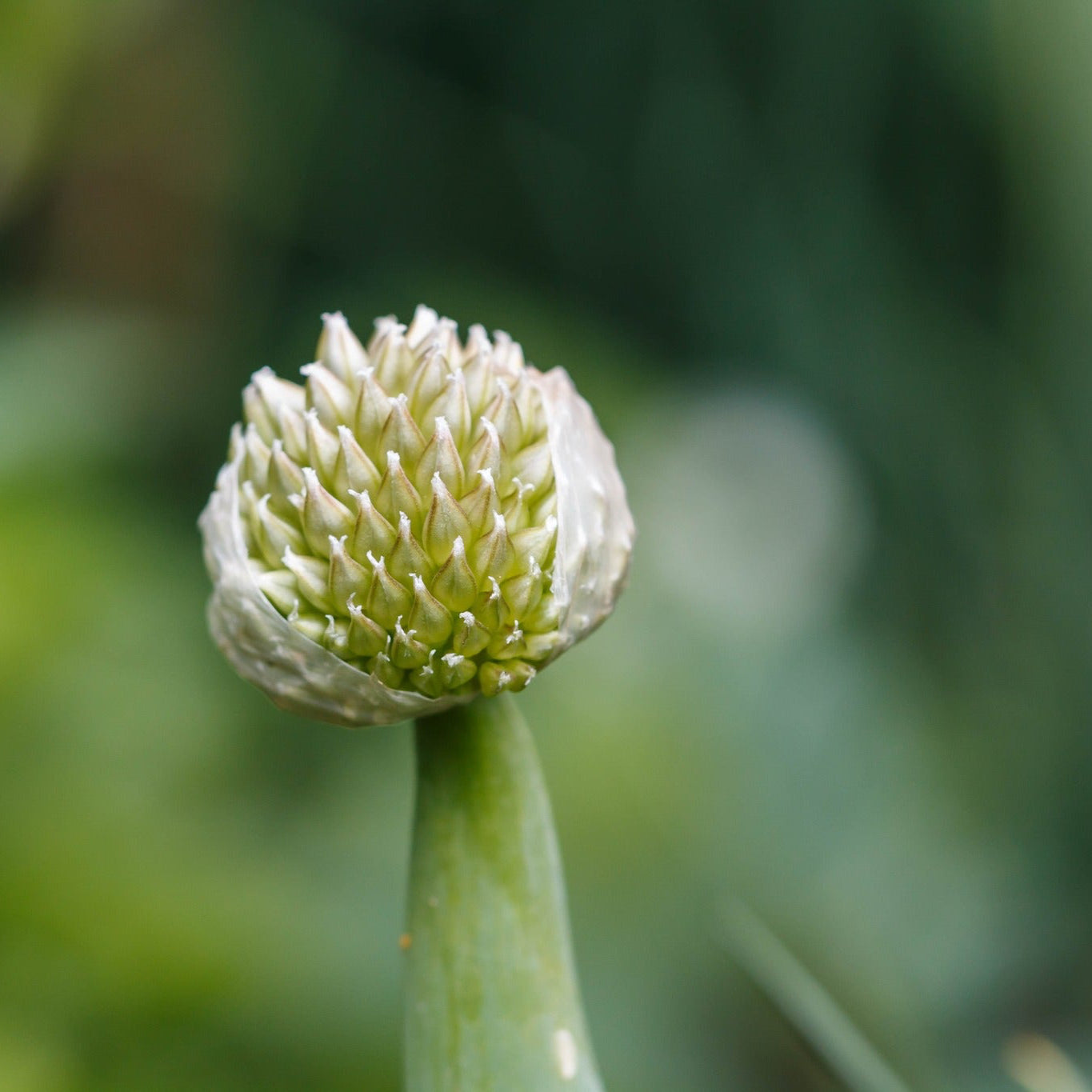 Welsh onions