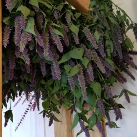 Anise hyssop (Agastache)