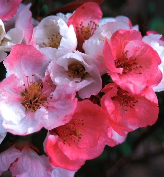 Flowering quince