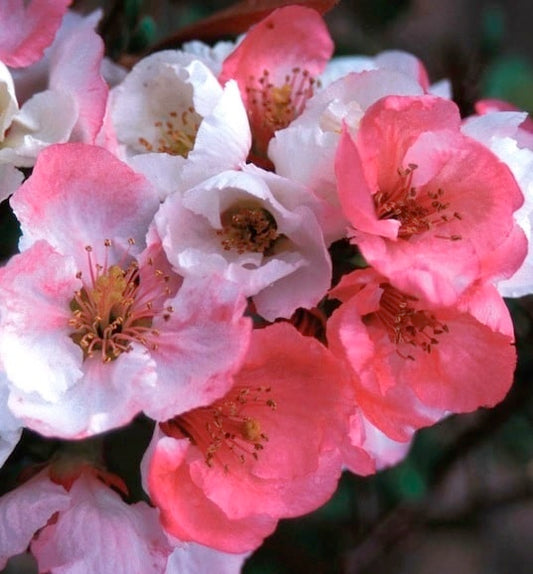 Flowering quince