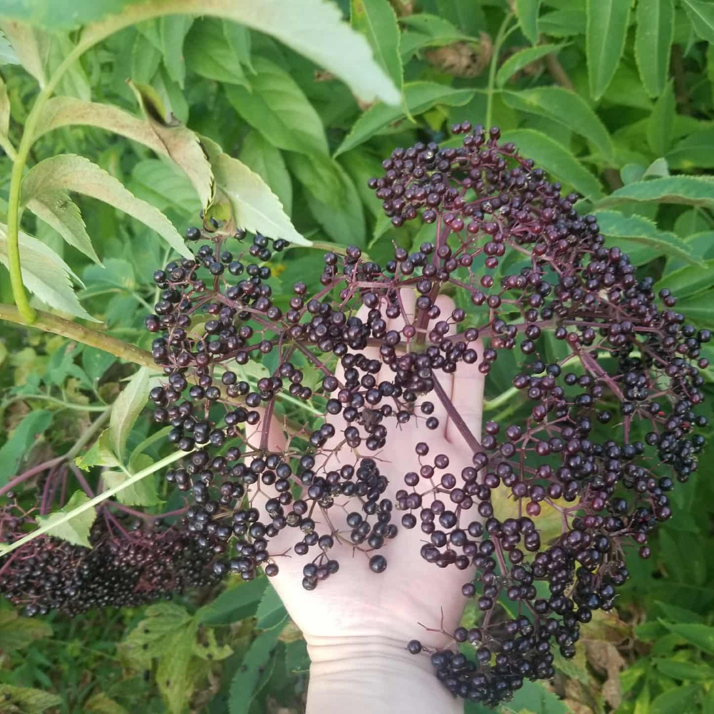 Elderberry (Ranch)