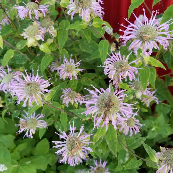 Bee balm