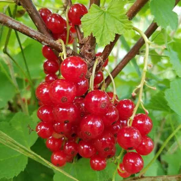 Red currant