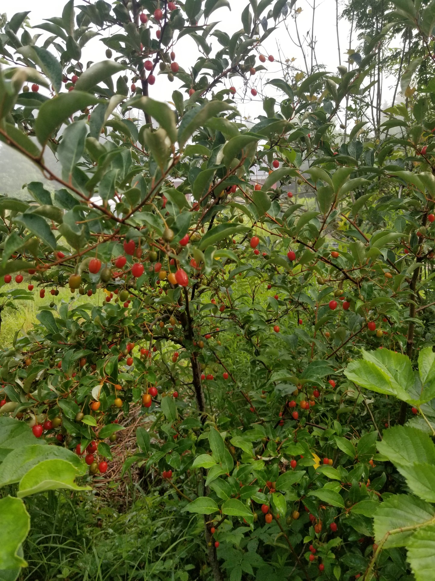 Goumi berry bush