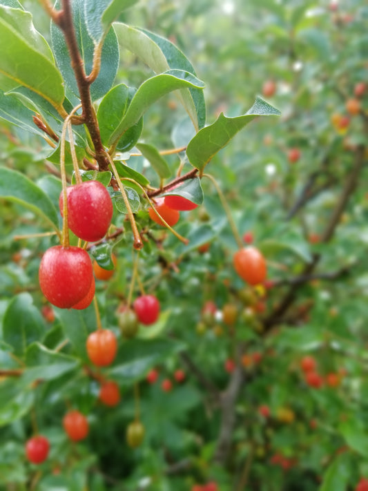 Goumi berry bush