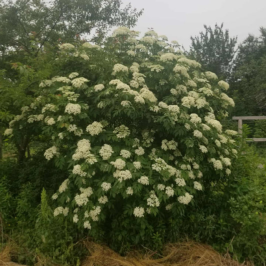 Elderberry (Ranch)