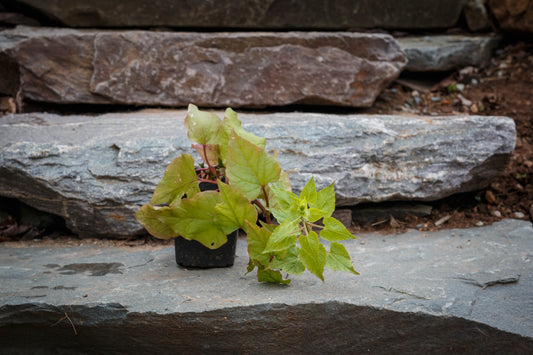 Hablitzia (Caucasian spinach)