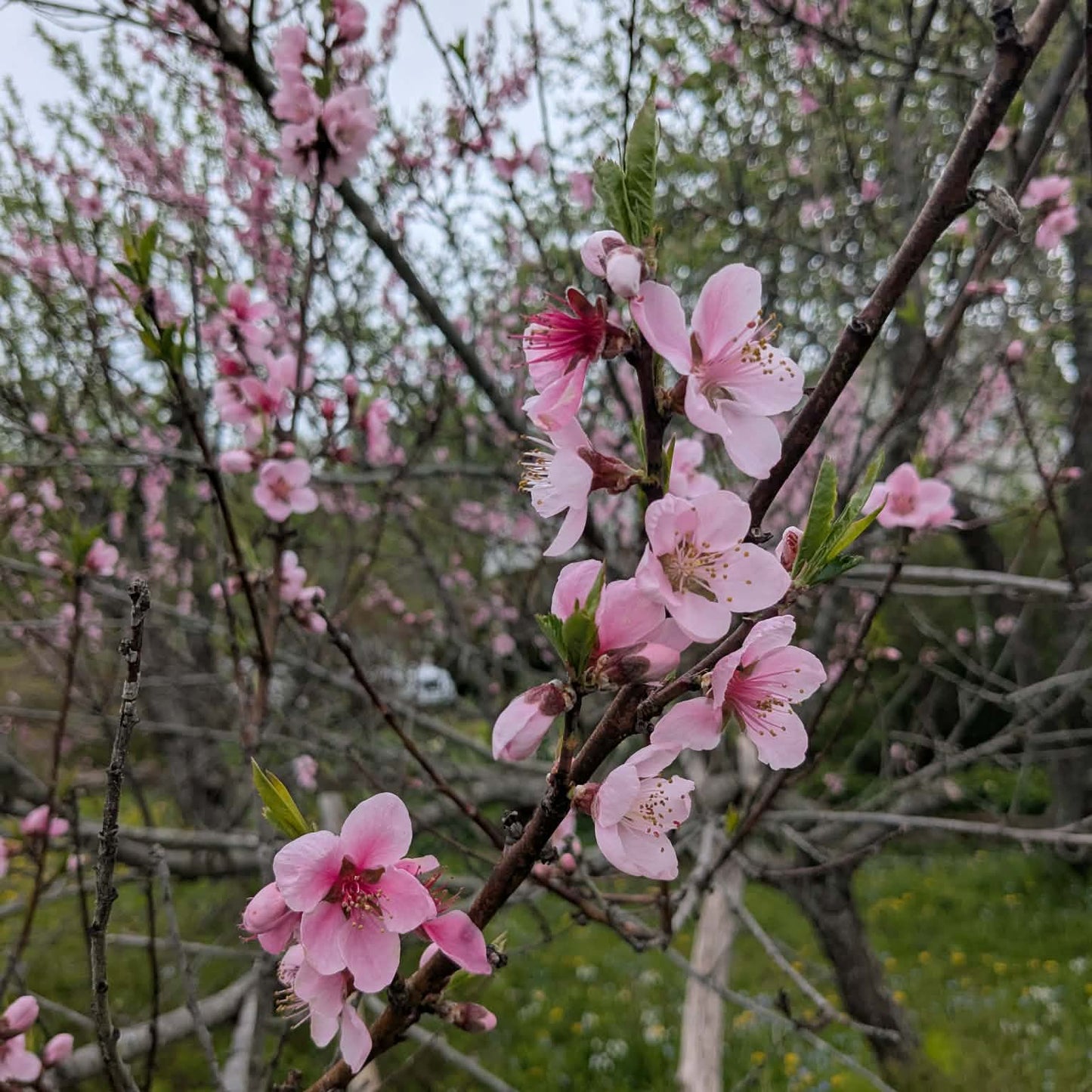 Chinese peach tree