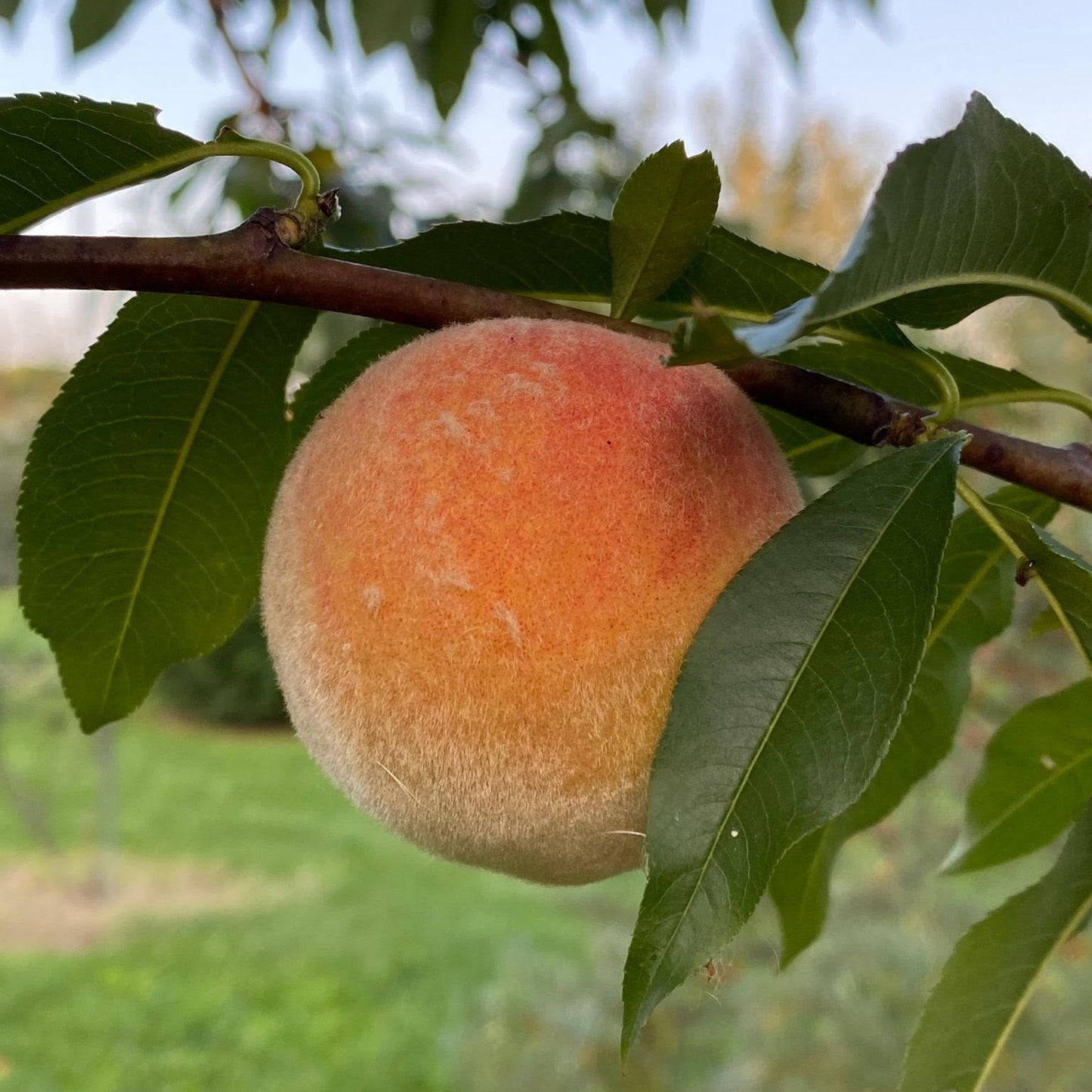 Peach tree - Flamin' Fury