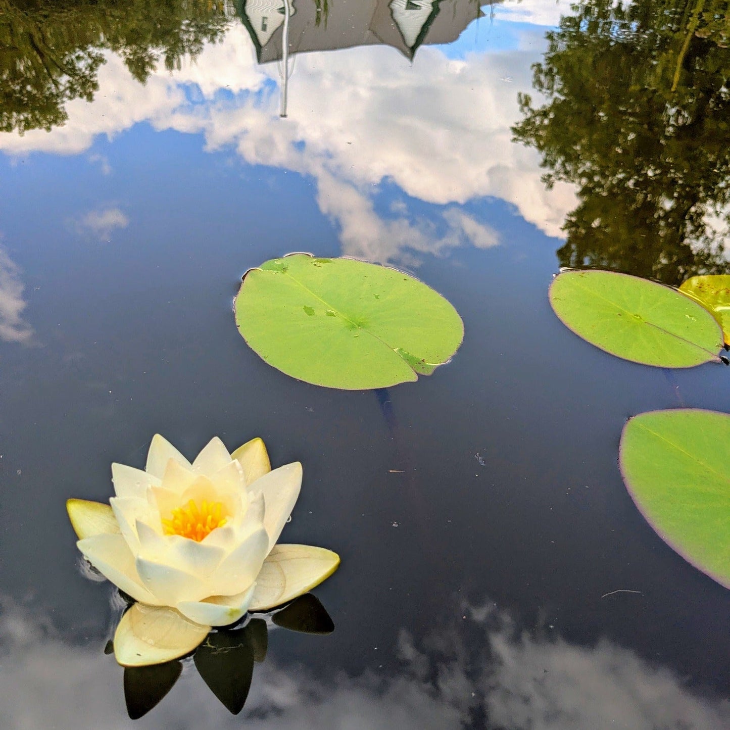 Designing a Natural Pond
