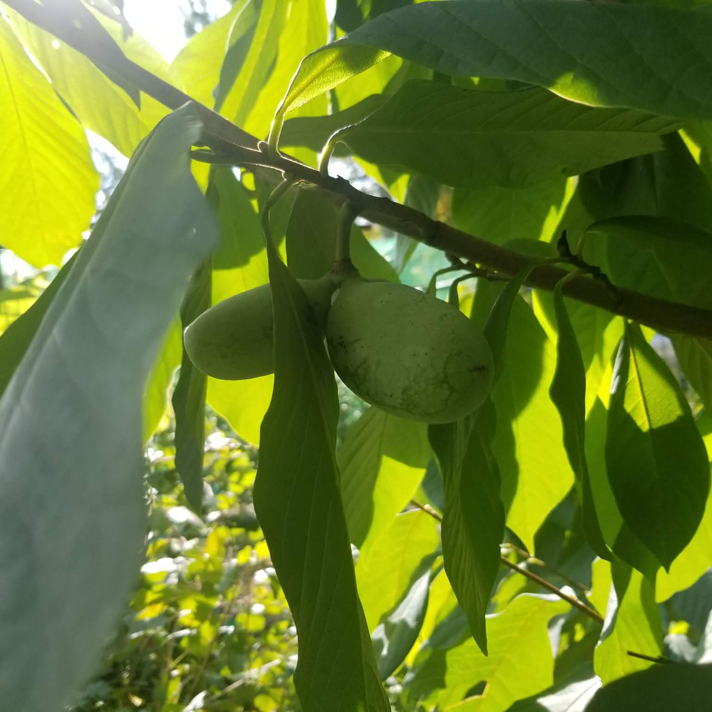 Pawpaw