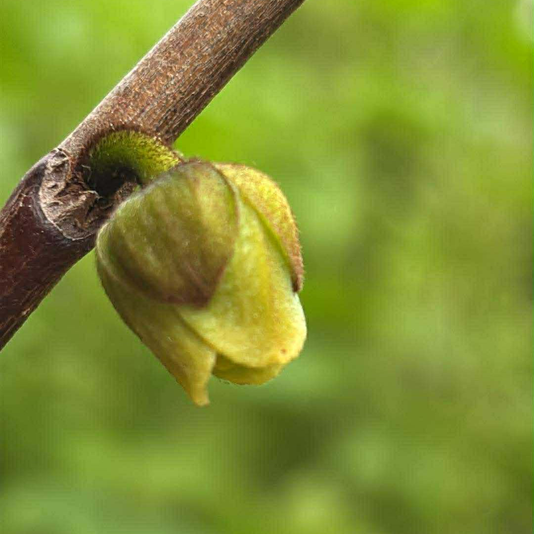 Pawpaw