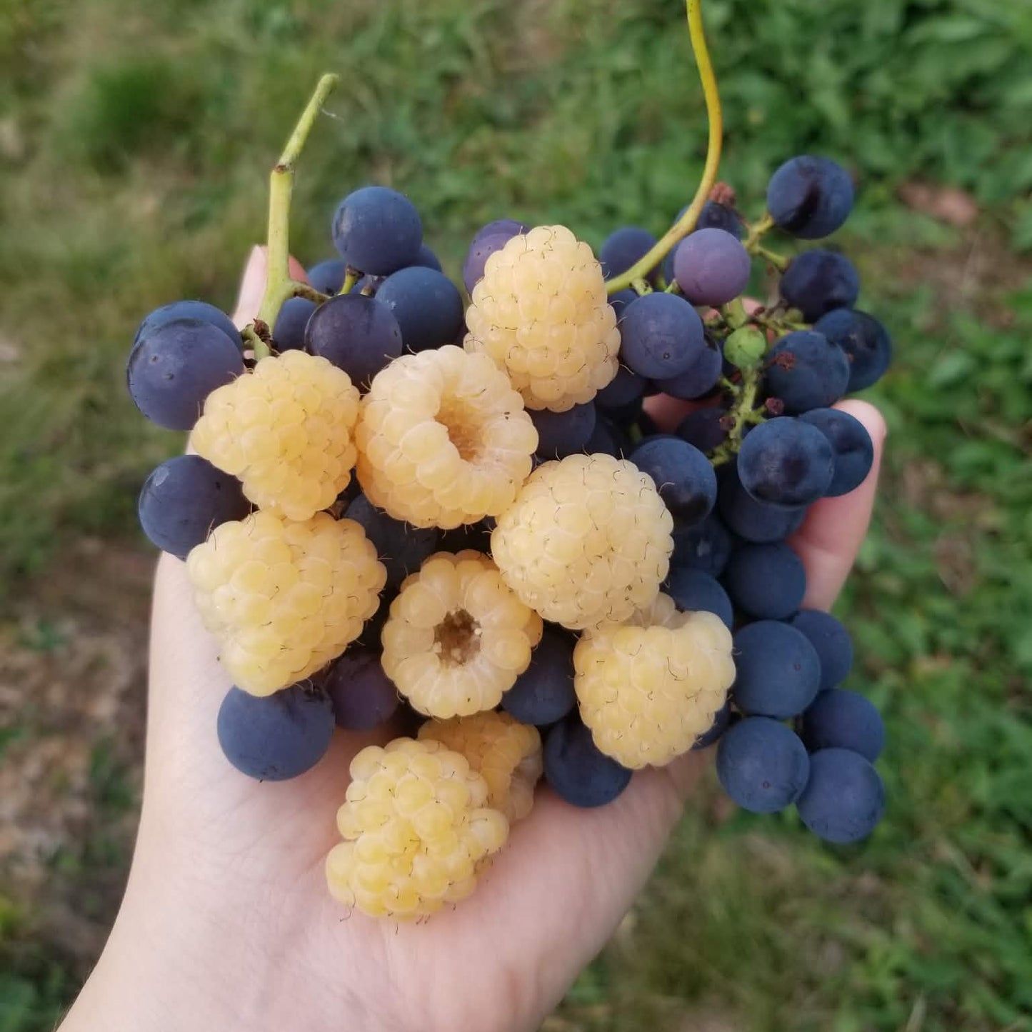 Yellow raspberries - Anne
